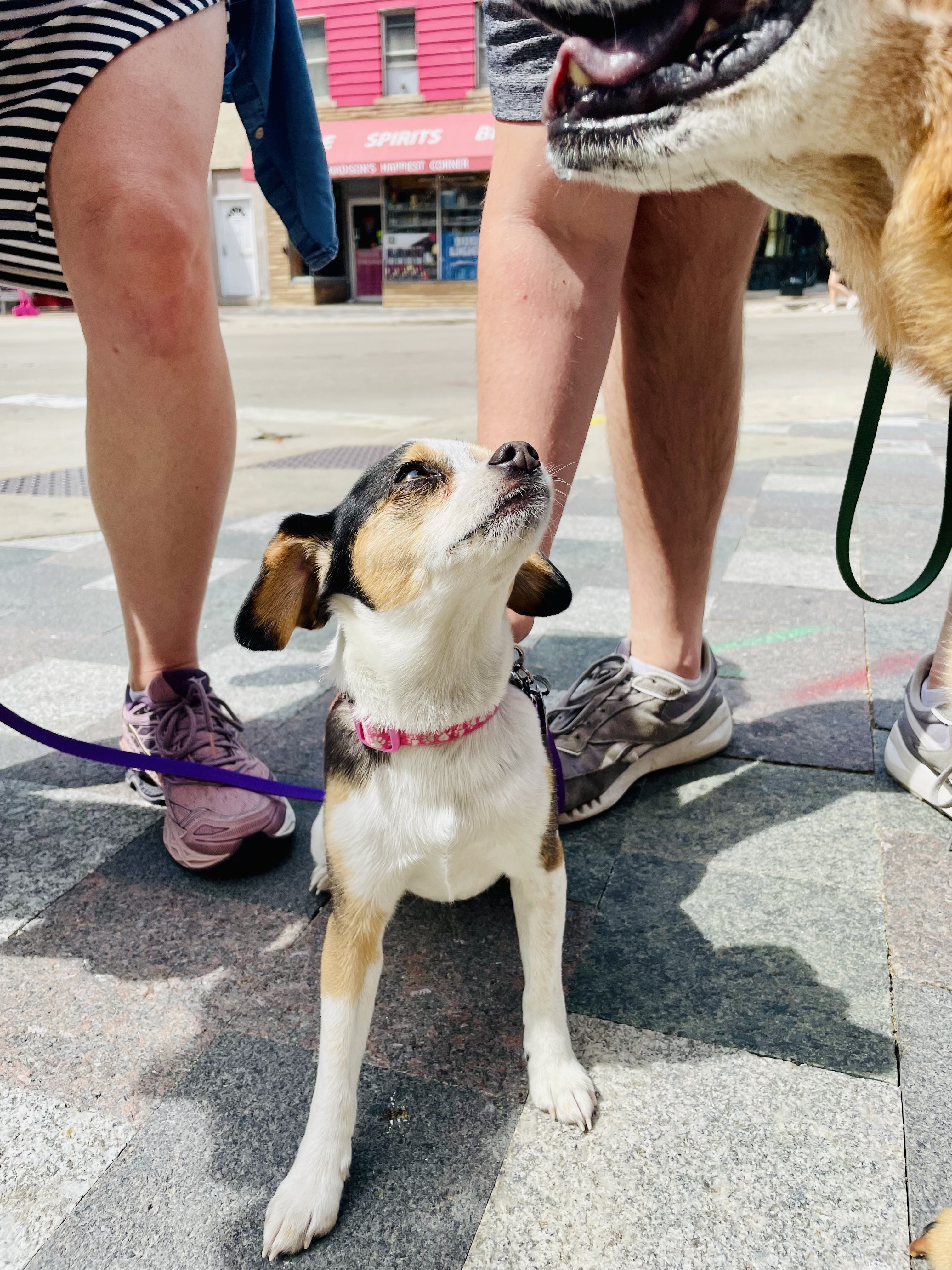 Animal photograph from field notes